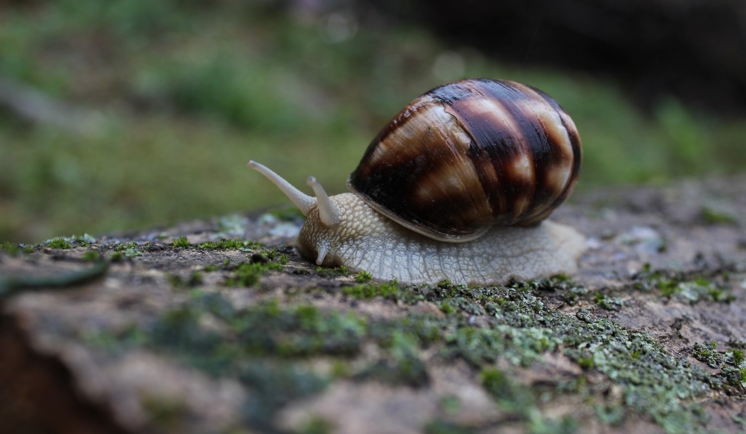 caracol caminando